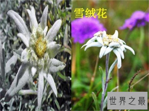 【图】雪绒花英文版来历引见 创作背景竟是切实故事