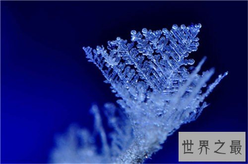 【图】雪绒花英文版来历引见 创作背景竟是切实故事