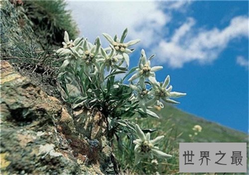 【图】雪绒花英文版来历引见 创作背景竟是切实故事