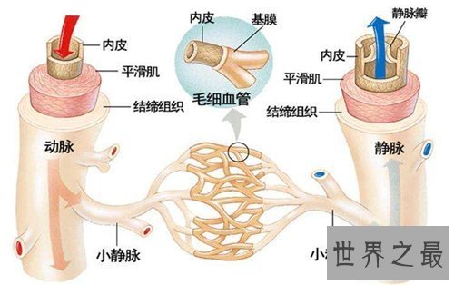 【图】硬化血管的食物及效用 想要寿命长必须先预防
