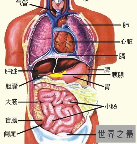 【图】五脏六腑图你知道它们的详细地位么你意识么