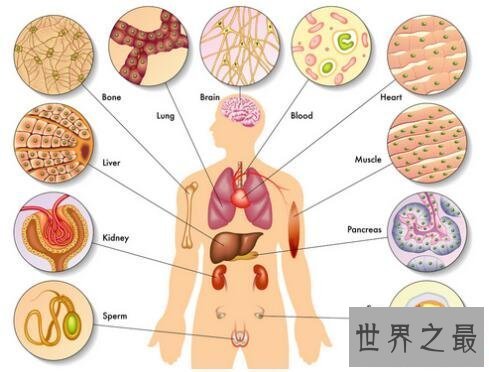 【图】五脏六腑图你知道它们的详细地位么你意识么
