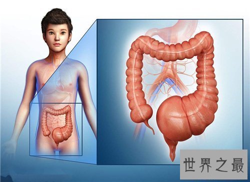 【图】人体内脏图具体解析 人体内脏的工作工夫引见