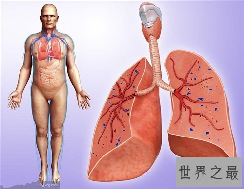 【图】人体内脏图具体解析 人体内脏的工作工夫引见