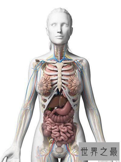 【图】人体内脏图具体解析 人体内脏的工作工夫引见