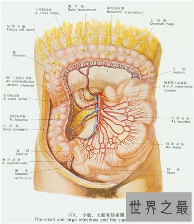 【图】人体内脏图具体解析 人体内脏的工作工夫引见