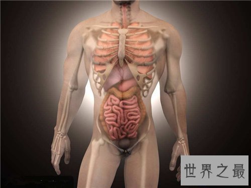 【图】人体内脏图具体解析 人体内脏的工作工夫引见