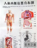 【图】人体内脏图详细解析 人体内脏的工作时间介绍