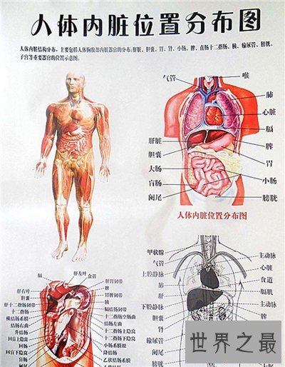 【图】人体内脏图具体解析 人体内脏的工作工夫引见