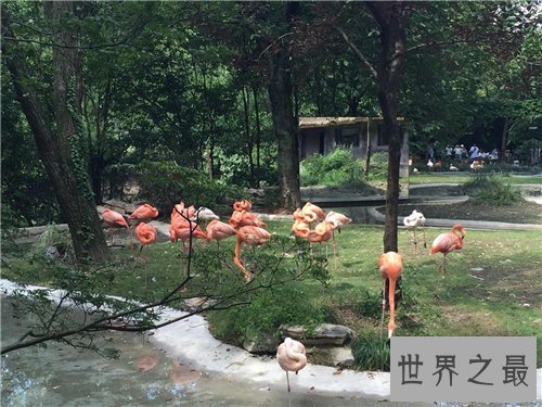 【图】上海动物园游玩攻略 上海动物园都有哪些特征