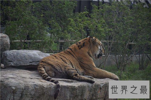 【图】上海动物园游玩攻略 上海动物园都有哪些特征