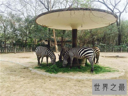 【图】上海动物园游玩攻略 上海动物园都有哪些特征