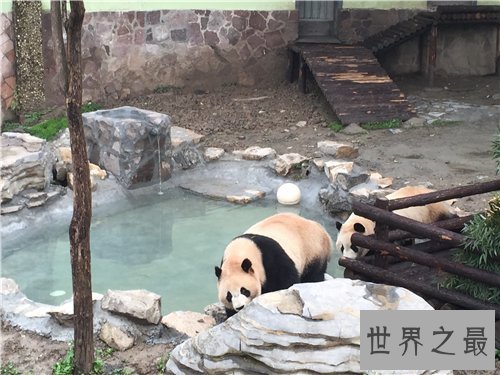 【图】上海动物园游玩攻略 上海动物园都有哪些特征