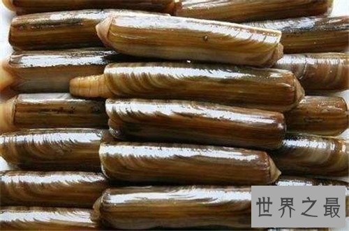 【图】竹蛏的效用与作用 竹蛏应该怎样做才好吃