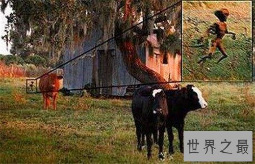 【图】泽西恶魔的长相与传说引见 目击者称之为渺小的