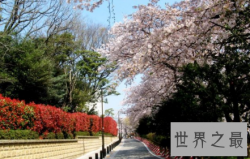 【图】当中国美少女遇上日本人妖自叹不如不服不行