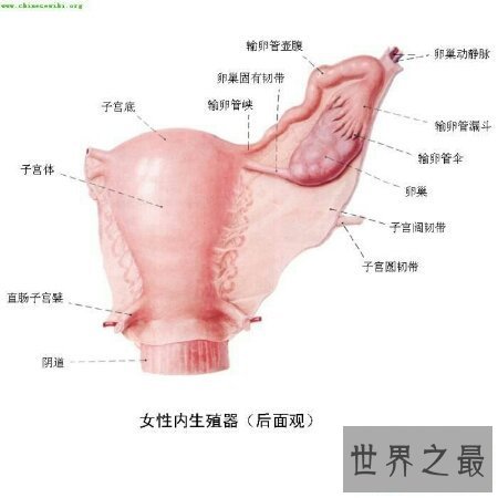 【图】女生殖器官图是意识女生的一本十分好的教科书