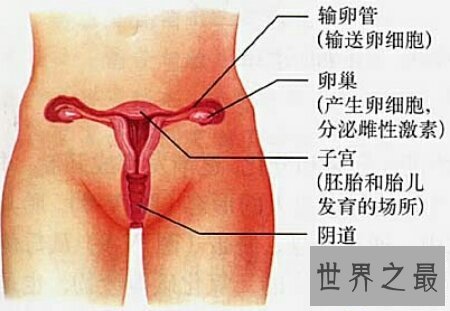 【图】女生殖器官图是意识女生的一本十分好的教科书