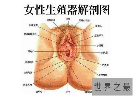 【图】女生殖器官图是意识女生的一本十分好的教科书