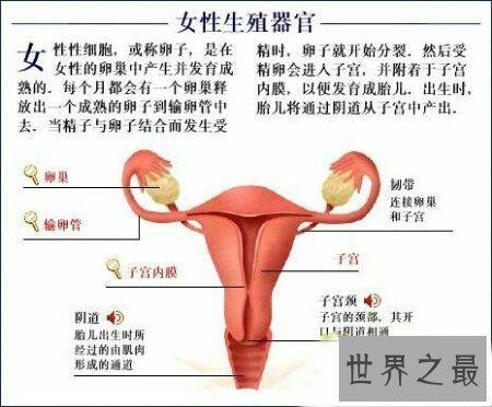 【图】女生殖器官图是意识女生的一本十分好的教科书