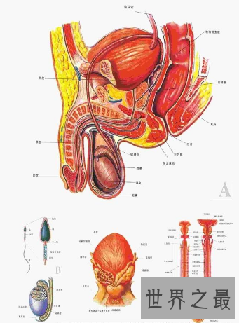 【图】男人生殖器男人应该如何保护好本人的宝贝