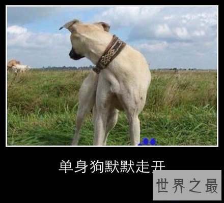 【图】看着这些单身狗图片，这明明就是本人啊说多了