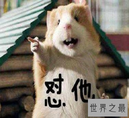 【图】一言不合就互怼，都快成“怼王”了还不知道怼