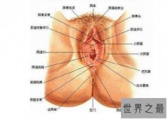 【图】女生殖器图展示两种生殖器形状 整体由外阴和阴