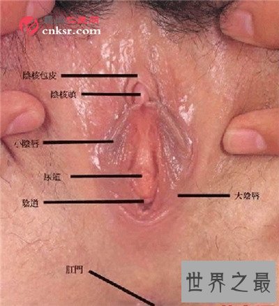 【图】女生殖器图展示两种生殖器状态 全体由外阴和阴