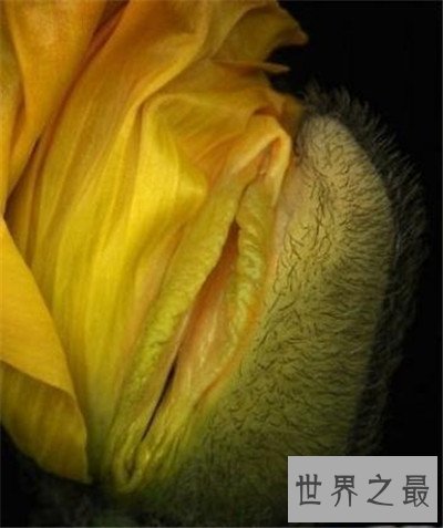 【图】女生殖器图展示两种生殖器状态 全体由外阴和阴