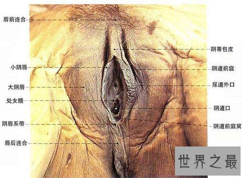 【图】女生殖器图展示两种生殖器状态 全体由外阴和阴