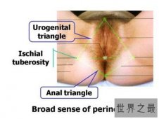 【图】生殖图女性构造介绍 女性生殖器包含哪些部分