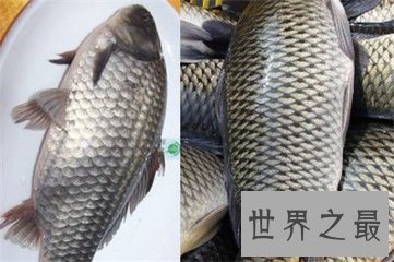 【图】糖醋活鱼是一道十分好吃的家常菜 很多冤家都很