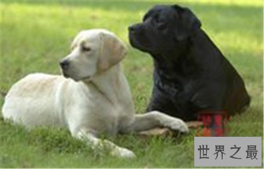 【图】狗狗智商排名榜,日天日地日空气的泰迪居然排