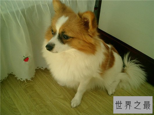 【图】狗狗智商排名榜,日天日地日空气的泰迪居然排
