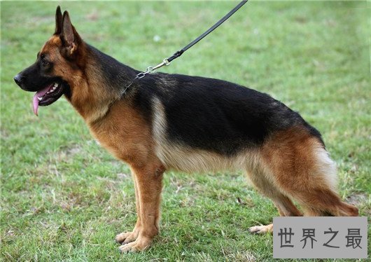 【图】狗狗智商排名榜,日天日地日空气的泰迪居然排