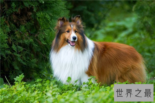 【图】狗狗智商排名榜,日天日地日空气的泰迪居然排