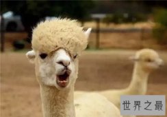 【图】网络十大神兽分别是哪些 除了草泥马竟然还有这