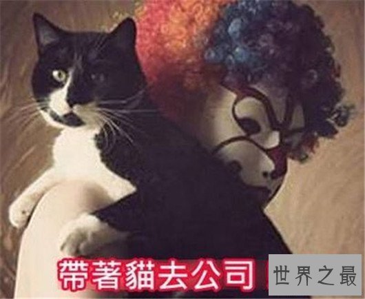 【图】天赋小熊猫用广告写成段子照样爆红,活该收入