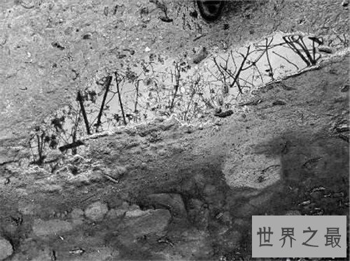 【图】怪雨现象为数不多 曾有人统计下过鱼雨和乌贼雨