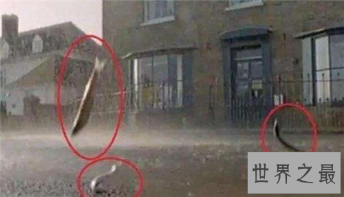 【图】怪雨现象为数不多 曾有人统计下过鱼雨和乌贼雨