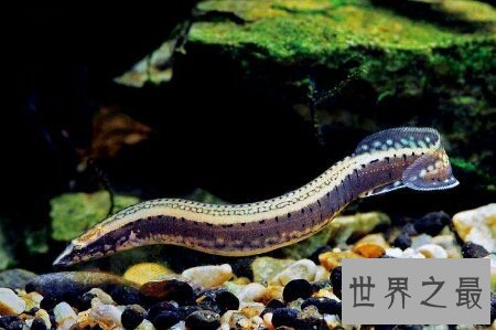 【图】以前现代常常会看到的一种蛇古杯蛇你知道吗