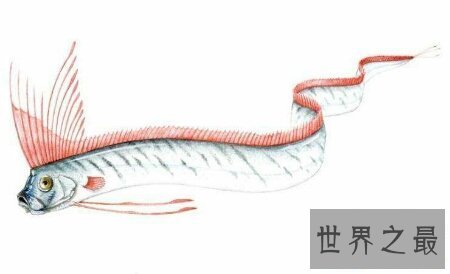 【图】以前现代常常会看到的一种蛇古杯蛇你知道吗