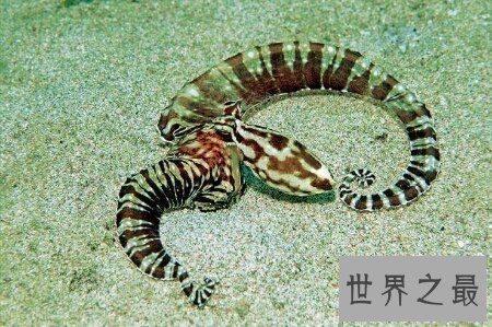 【图】以前现代常常会看到的一种蛇古杯蛇你知道吗