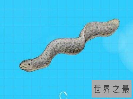 【图】以前现代常常会看到的一种蛇古杯蛇你知道吗