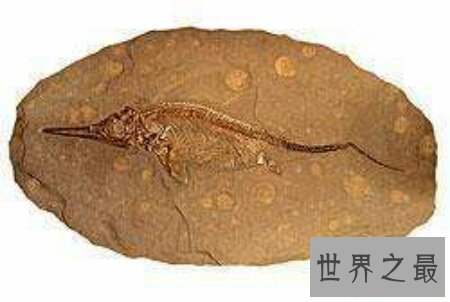 【图】以前现代常常会看到的一种蛇古杯蛇你知道吗