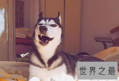 【图】最经典的笑话分享 那些被用到烂却超好笑的梗