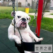【图】最搞笑的笑话 笑到你根本停不下来！