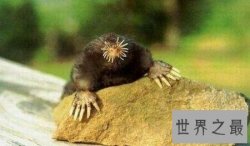 【图】星鼻鼹鼠分布在哪里让我们一起了解一下吧