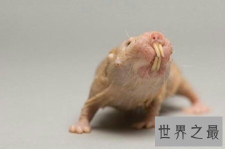 【图】星鼻鼹鼠散布在哪里让咱们一同了解一下吧